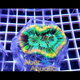 Trachyphyllia Geoffroyi Master Rainbow Ultra
