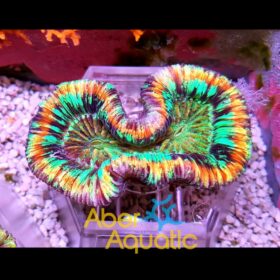 Trachyphyllia Geoffroyi Rainbow Ultra (Townsville - Australia)