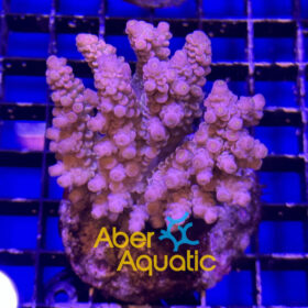 acropora aberaquatic