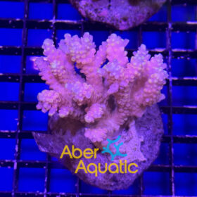 acropora aberaquatic