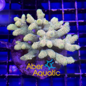 acropora aberaquatic