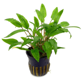 Cryptocoryne wendtii Green pot