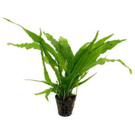 Microsorium Pteropus pot