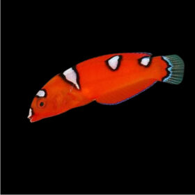 Coris Formosa, Queen Coris