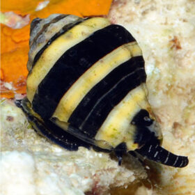 Engina Mendicaria Bumble Bee Snail