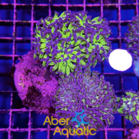 Euphyllia Paraancora Twin Reverse