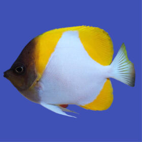 Hemitaurichthys Polylepis