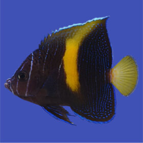 Pomacanthus Maculosus