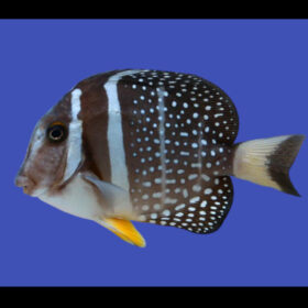 Acanthurus Guttatus