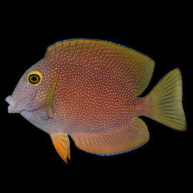 Ctenochaetus Truncatus Yellow Eye