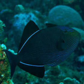 Melichthys Niger