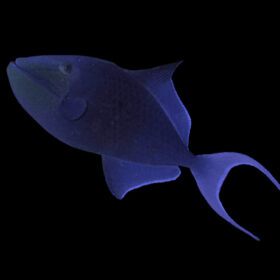 Odonus Niger