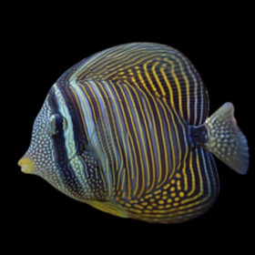 Zebrasoma Desjardinii