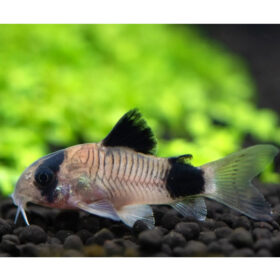 Corydoras Panda