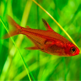 Ember Tetra