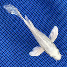 Koi Platinum Veiltail