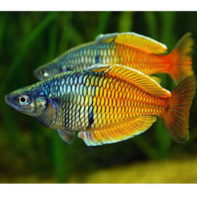 Melanotaenia Boesemani