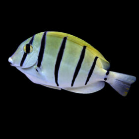Acanthurus Triostegus Convict Tang