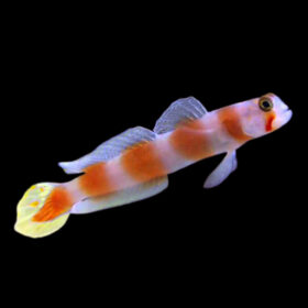Amblygobius Aurora Pinkbar Goby
