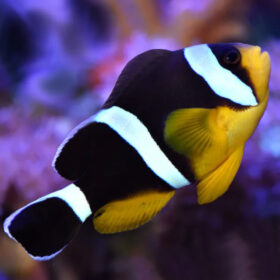 Amphiprion Chrysogaster, Mauritian Yellow bellied Anemonefish
