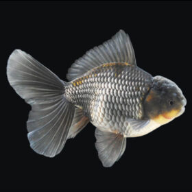 Blue Oranda Small