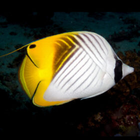 Chaetodon Auriga Threadfin Butterflyfish