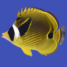 Chaetodon Lunula
