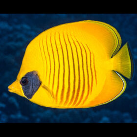 Chaetodon Semilavartus