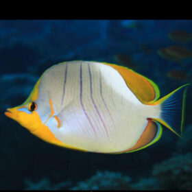 Chaetodon Xanthocephalus, Yellowhead Butterflyfish
