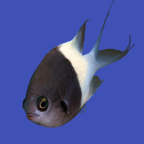 Chromis Dimidiata, Chromis Half Half