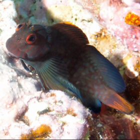 Cirripectes castaneus