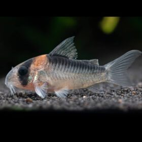 Corydoras Adolfoi