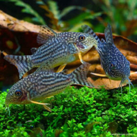 Corydoras Sterbai