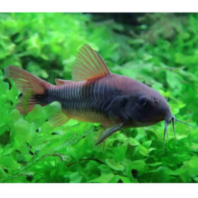 Corydoras Venezuela Black