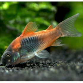 Corydoras Venezuela Orange
