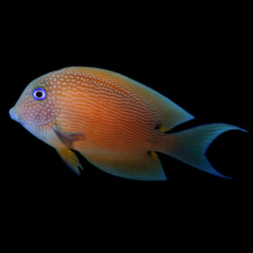 Ctenochaetus Binotatus Blue Eye Bristletooth