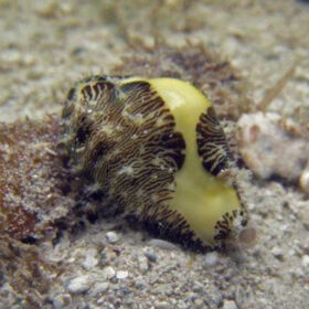 Cypraea Moneta Cowrie Snail