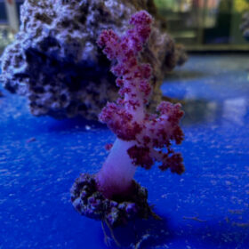 Dendronephthya (Carnation Coral)