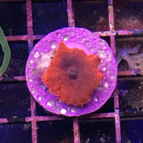 Discosoma Cardinalis Red Mushroom