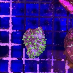 Fungia Ultra Frag