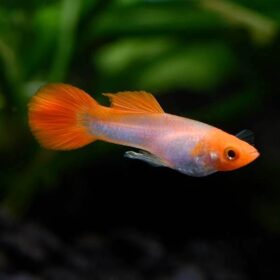 Guppy Red Cap Kohaku