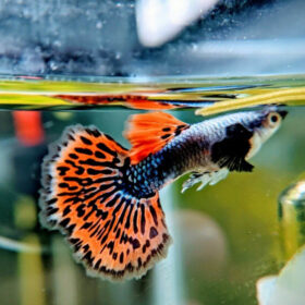 Guppy Red Dumbo Mosaic aberaquatic