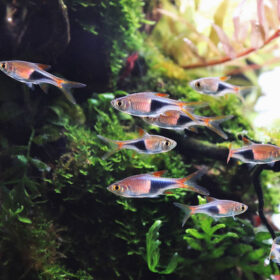 Harlequin rasbora