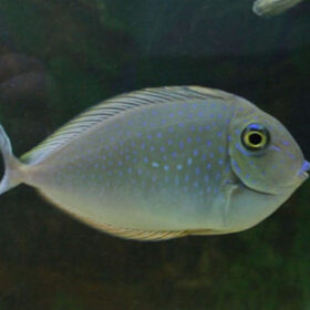 Naso Brevirostris