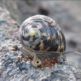 Nerita Polita