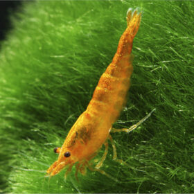 Orange Cherry Shrimp