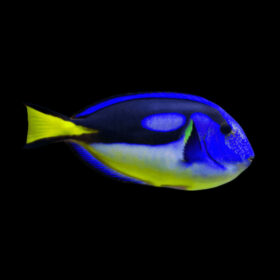 Paracanthurus Hepatus Yellow belly Regal Blue Tang