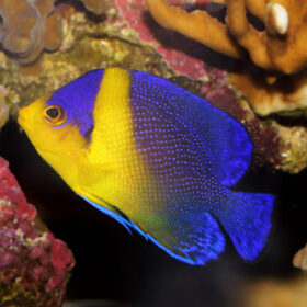 Paracentropyge Venusta