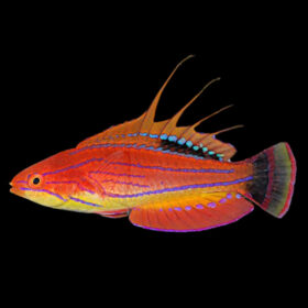 Parachelinus Carpenteri Carpenters Wrasse
