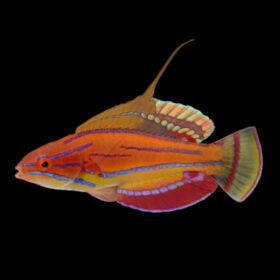 Parachelinus Μccoskeri Wrasse